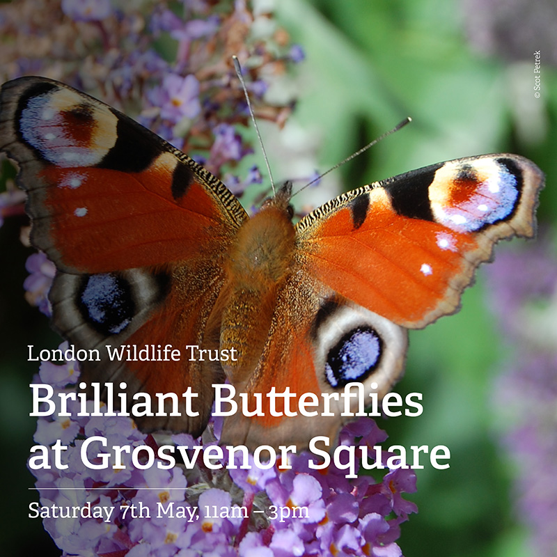 London Wildlife Trust - Brilliant Butterﬂies at Grosvenor Square - Click here to view this entry